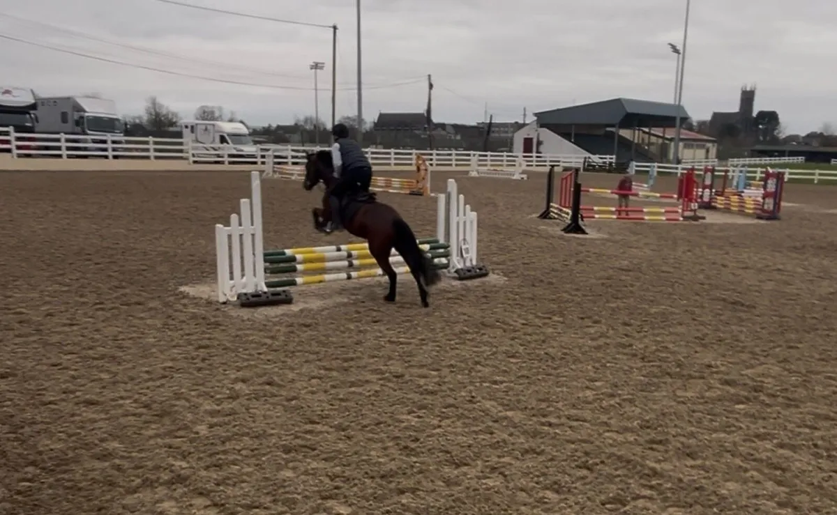 4yo Connemara gelding - Image 4