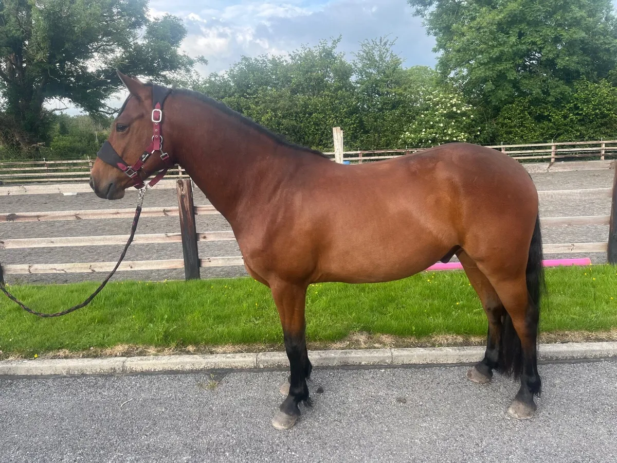 4yo Connemara gelding - Image 1