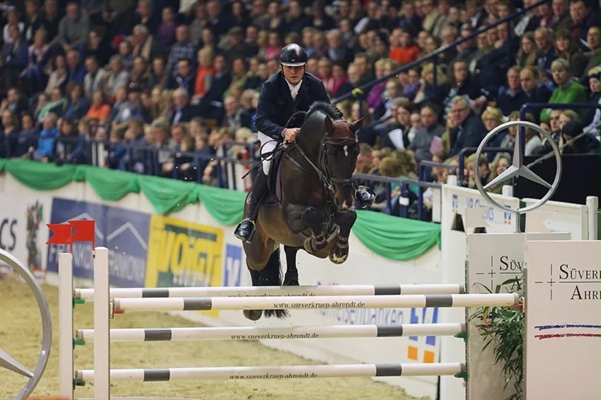 Canturado at stud - Image 3