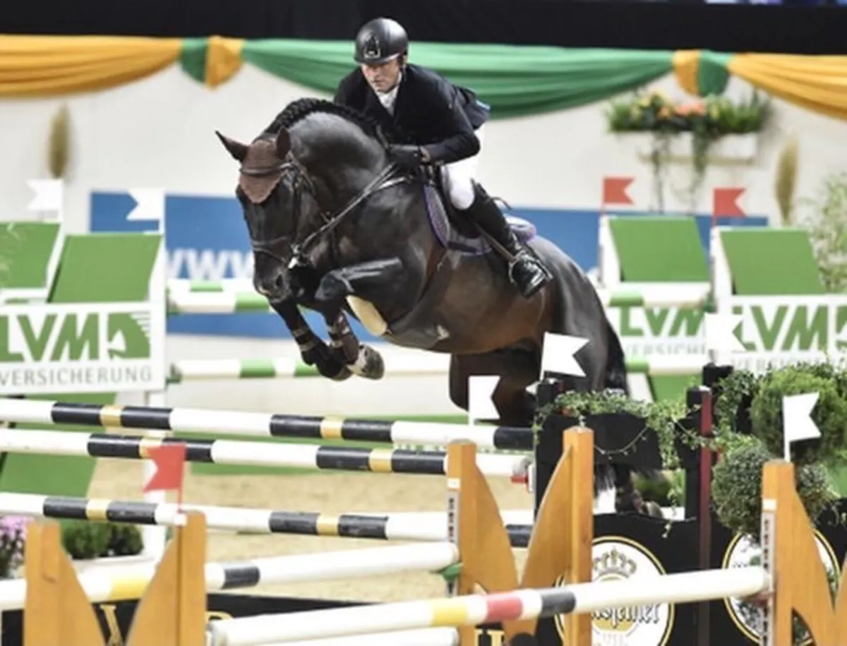 Canturado at stud - Image 4