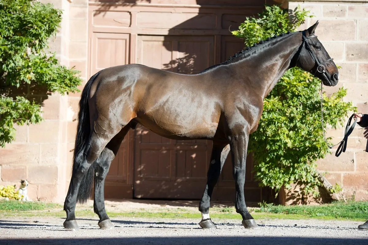 Canturado at stud - Image 1