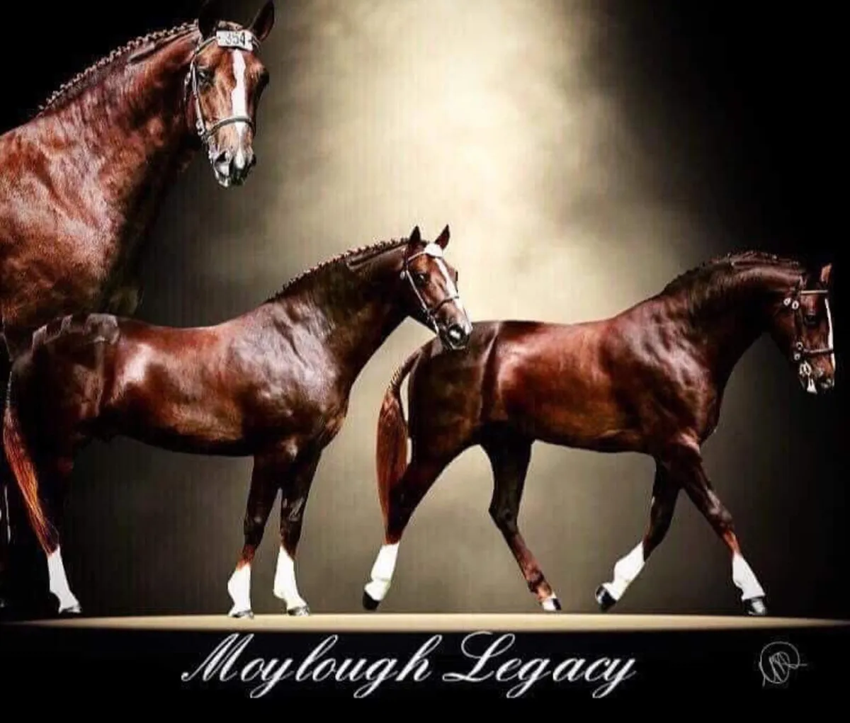 🔱At Stud Moylough Legacy🔱 - Image 1
