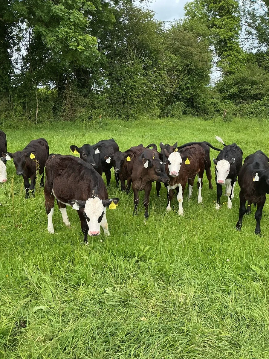 Reared calves - Image 1