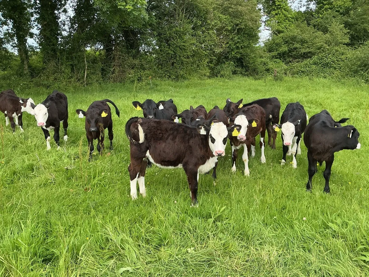 Reared calves - Image 3