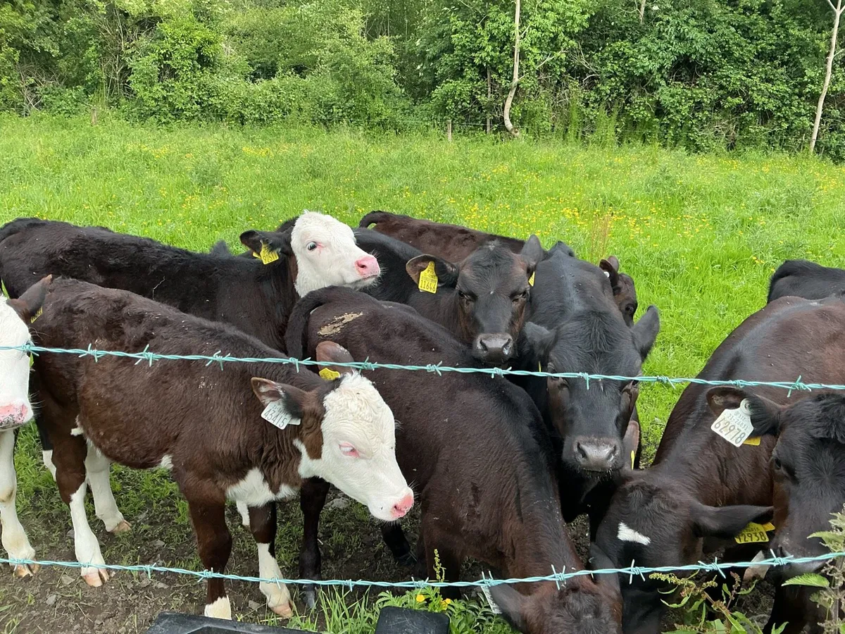Reared calves - Image 4