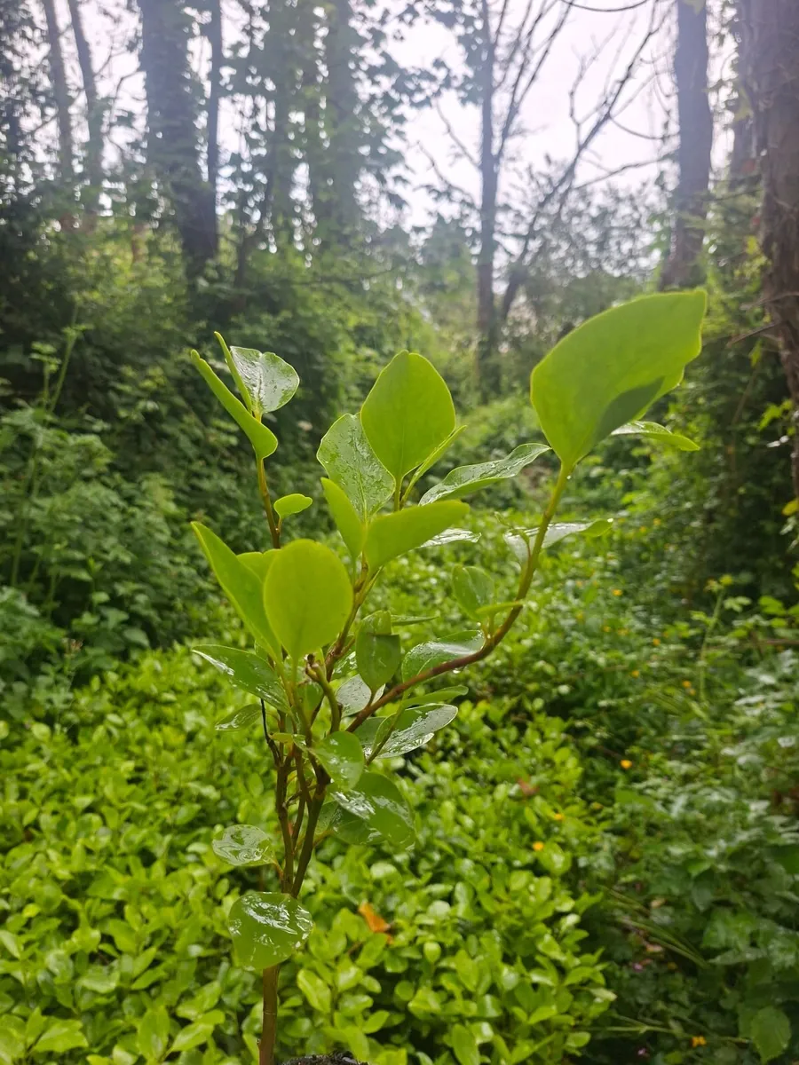 Griselinia - Image 2