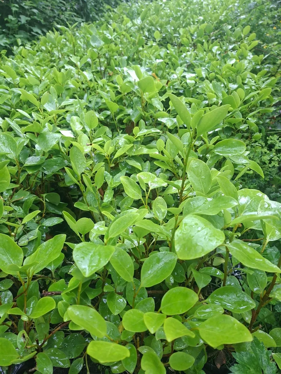 Griselinia - Image 1
