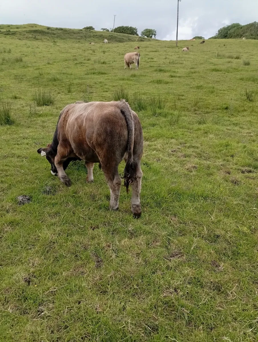 Aubrac purebred organic young bulls - Image 1