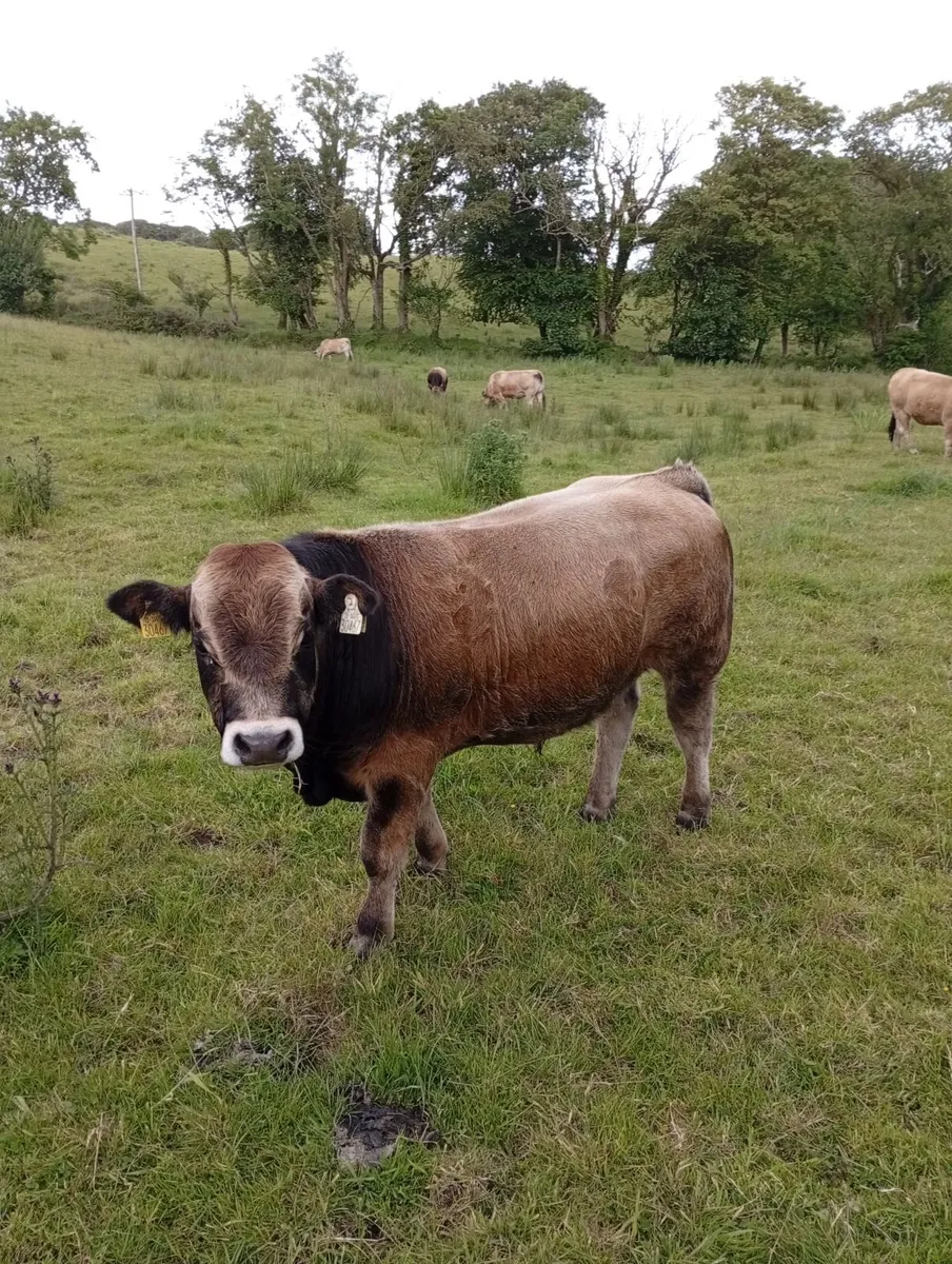 Aubrac purebred organic young bulls - Image 2