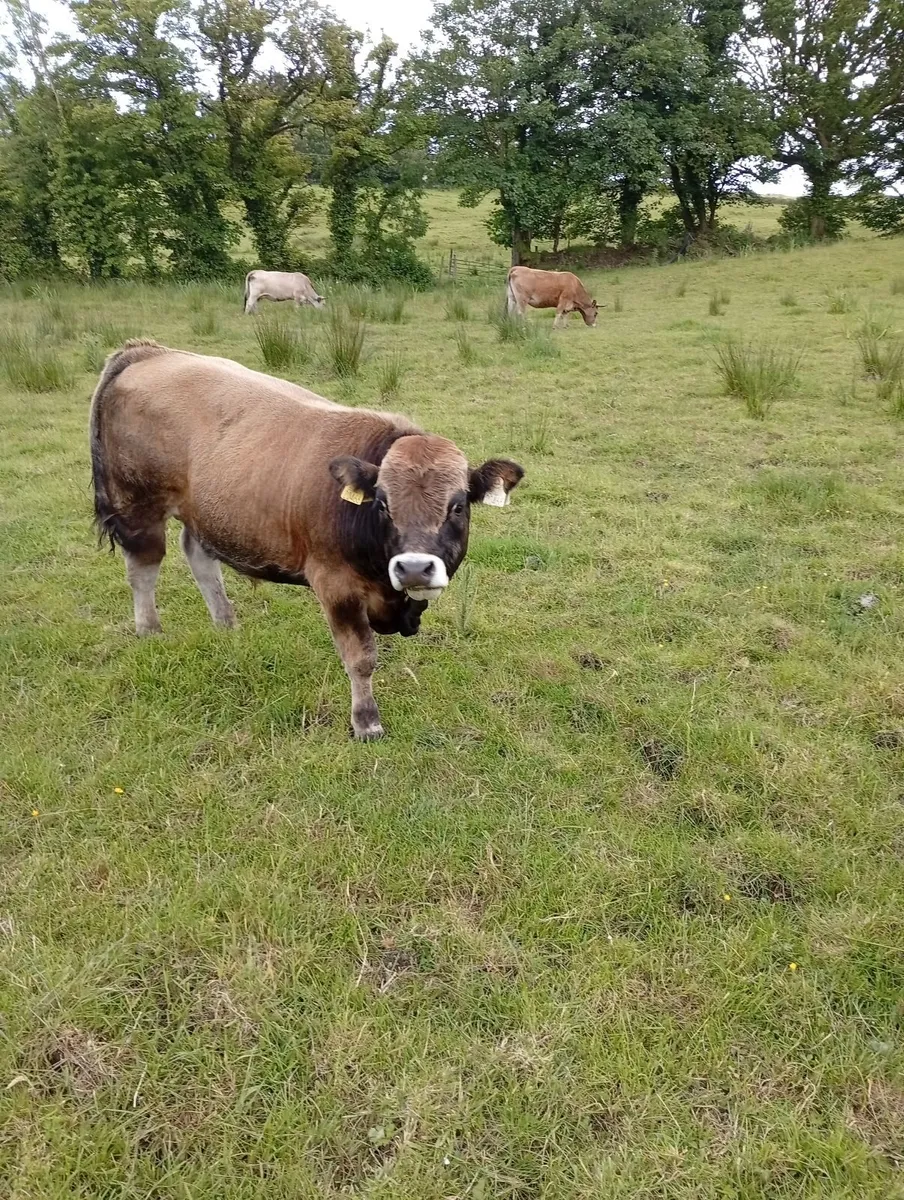 Aubrac purebred organic young bulls - Image 3