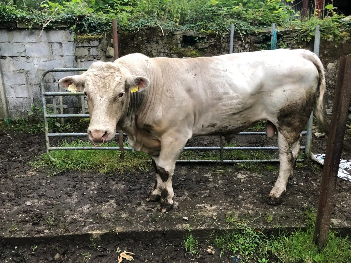 Purebred Charolais Bull - Image 1