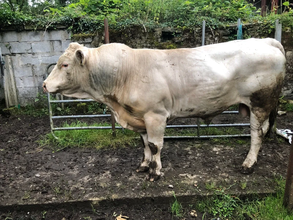 Purebred Charolais Bull - Image 2