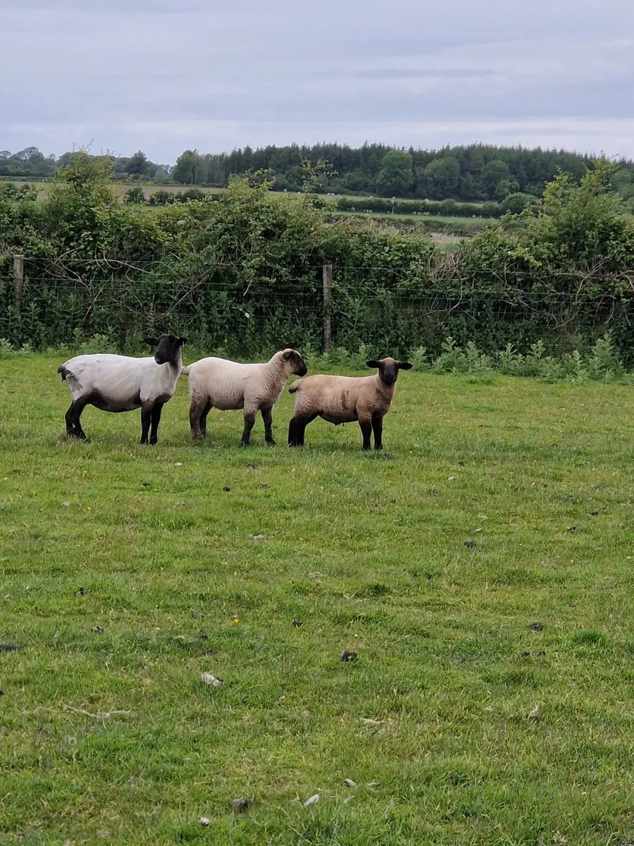 80 Suffolk Store Lambs - Image 2