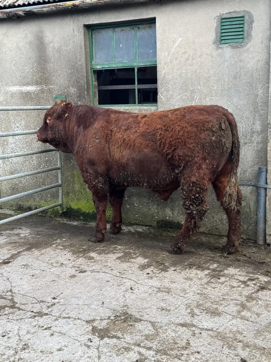 Pedigree Salers Breeding Bulls - Image 1