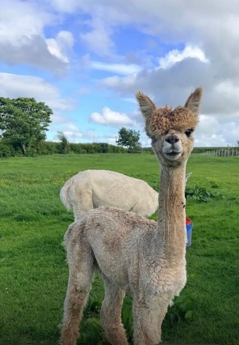 Friendly female alpacas - Image 2