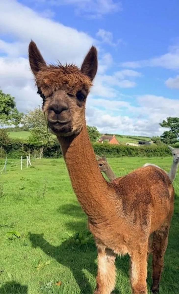 Friendly female alpacas - Image 1