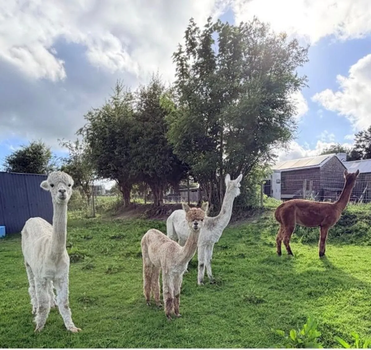 Friendly female alpacas - Image 3
