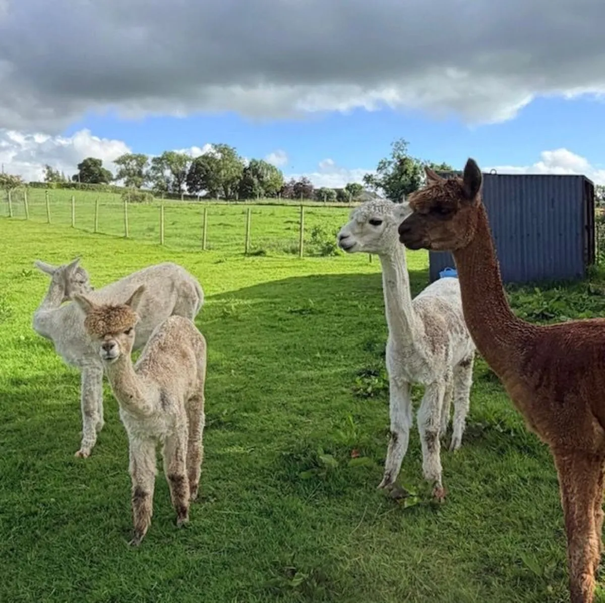 Friendly female alpacas - Image 4