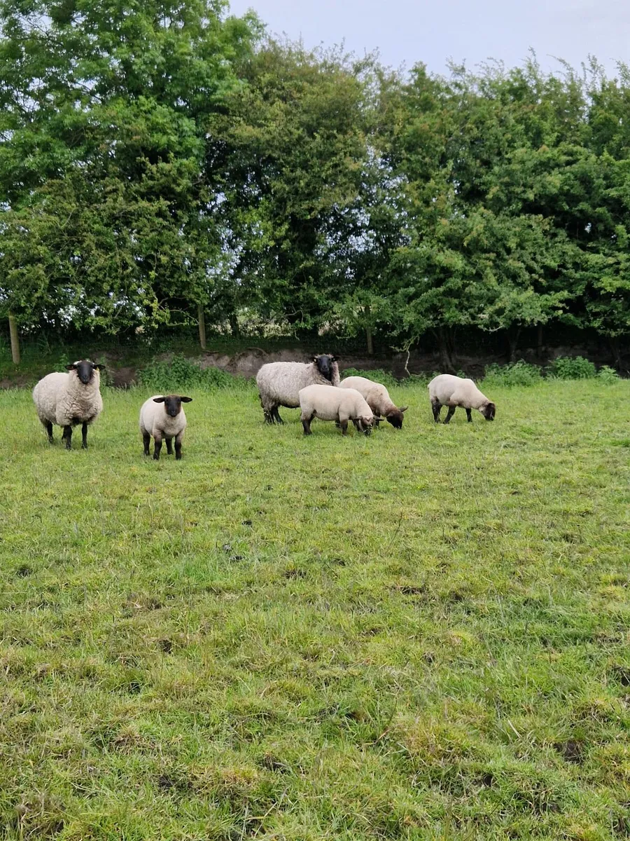 80 Suffolk Store Lambs - Image 3