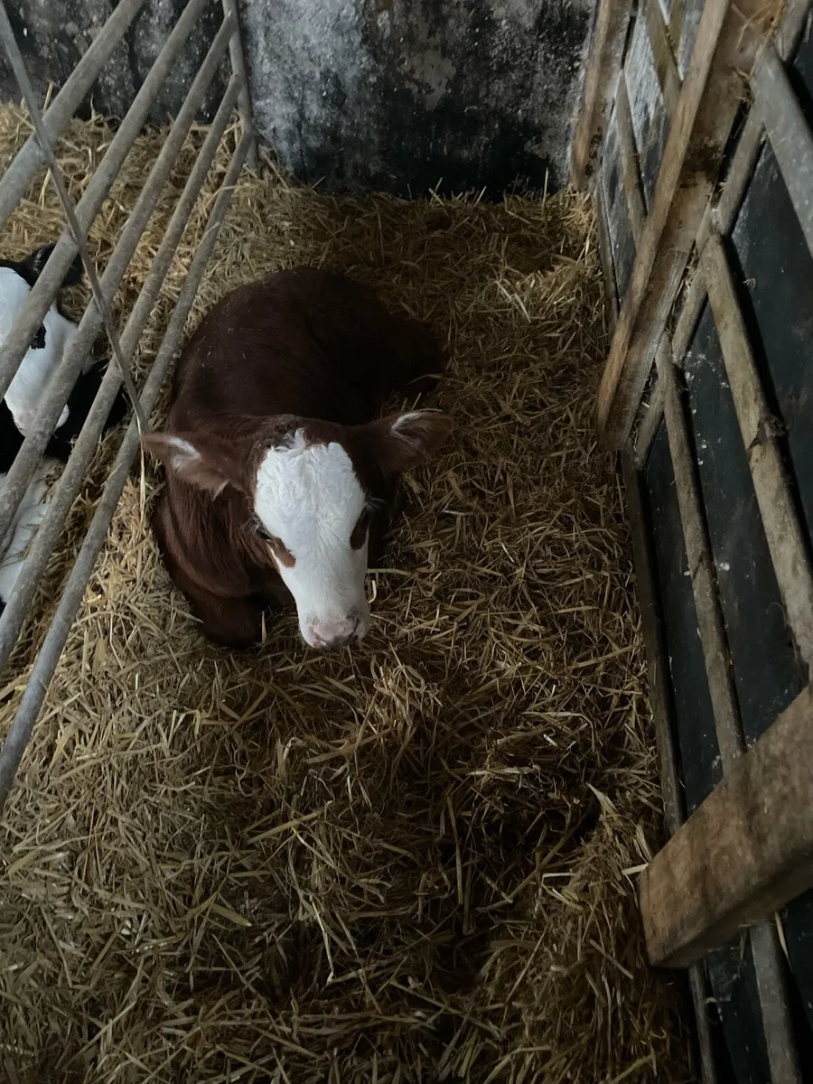 Calves - Image 1