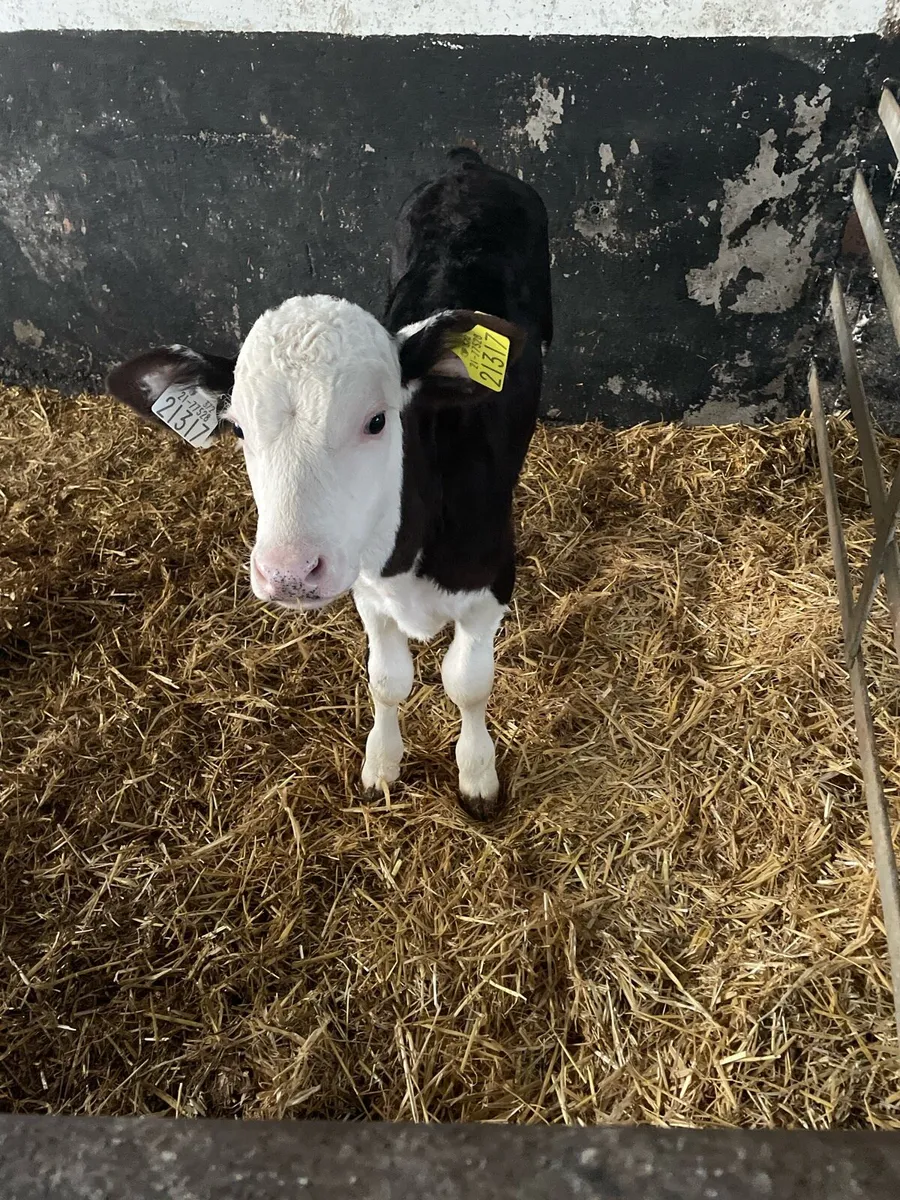 Calves - Image 2