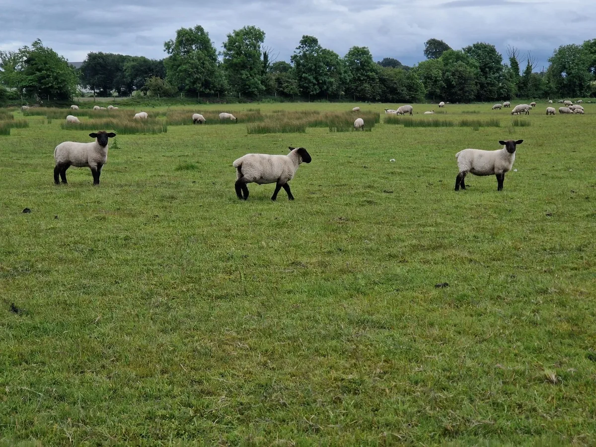 80 Suffolk Store Lambs - Image 1