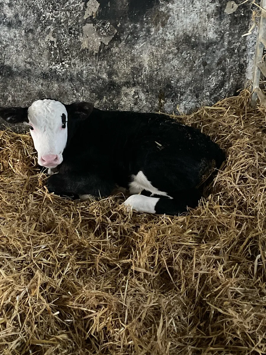 Calves - Image 3