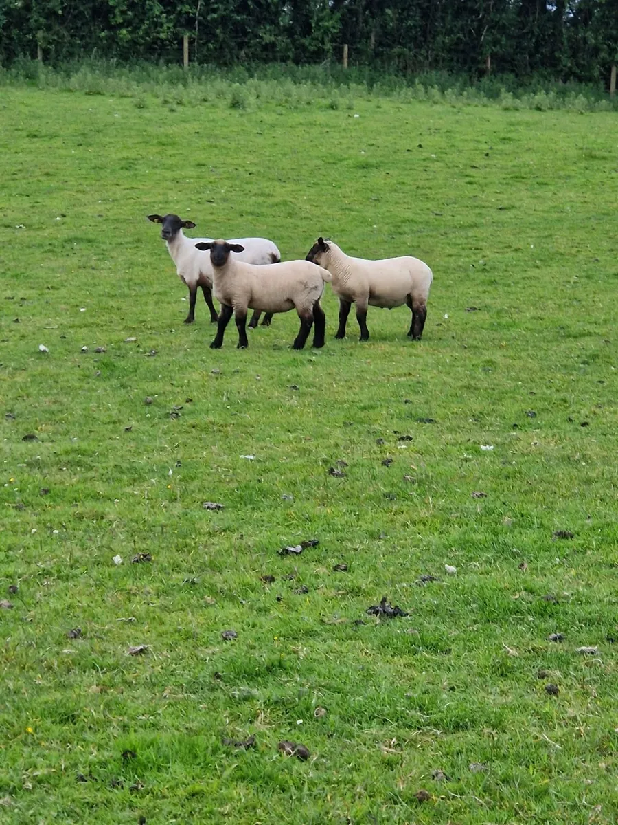 80 Suffolk Store Lambs - Image 4
