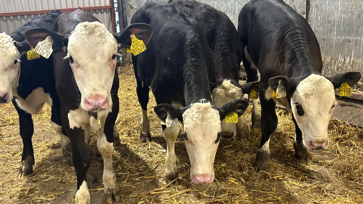 6 Hereford Bull Runners - Image 4