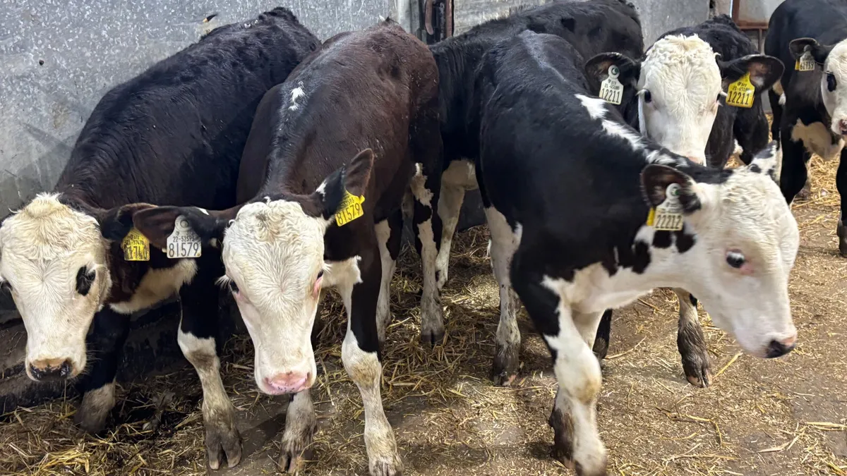 6 Hereford Bull Runners - Image 1