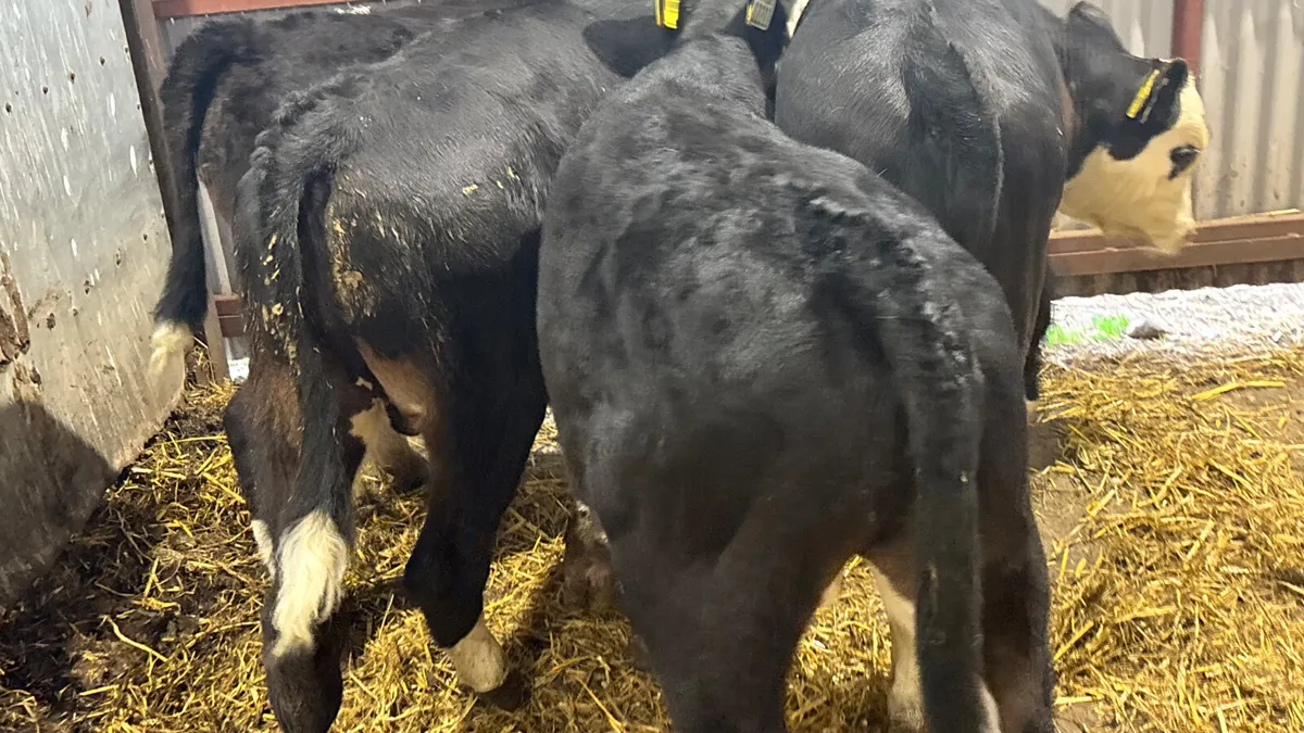 6 Hereford Bull Runners - Image 3