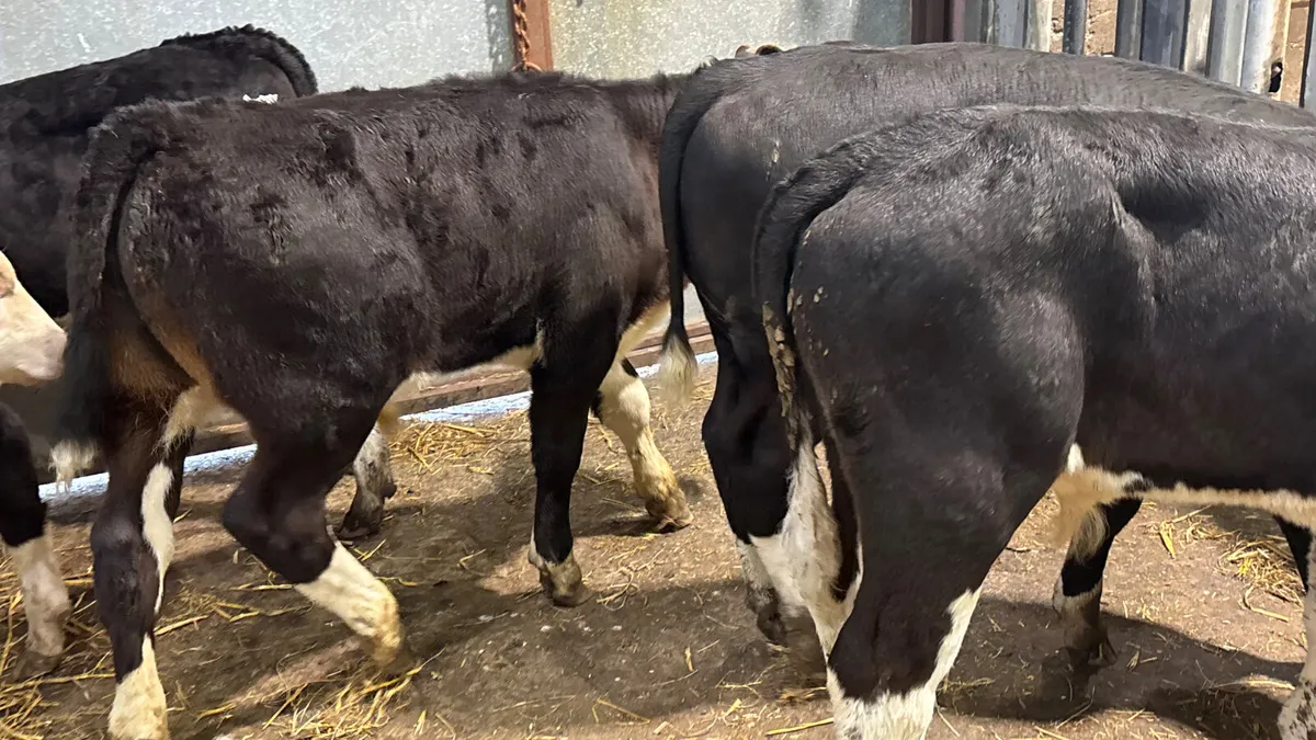 6 Hereford Bull Runners - Image 2