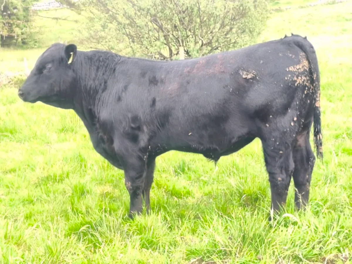 Angus bull - Image 1