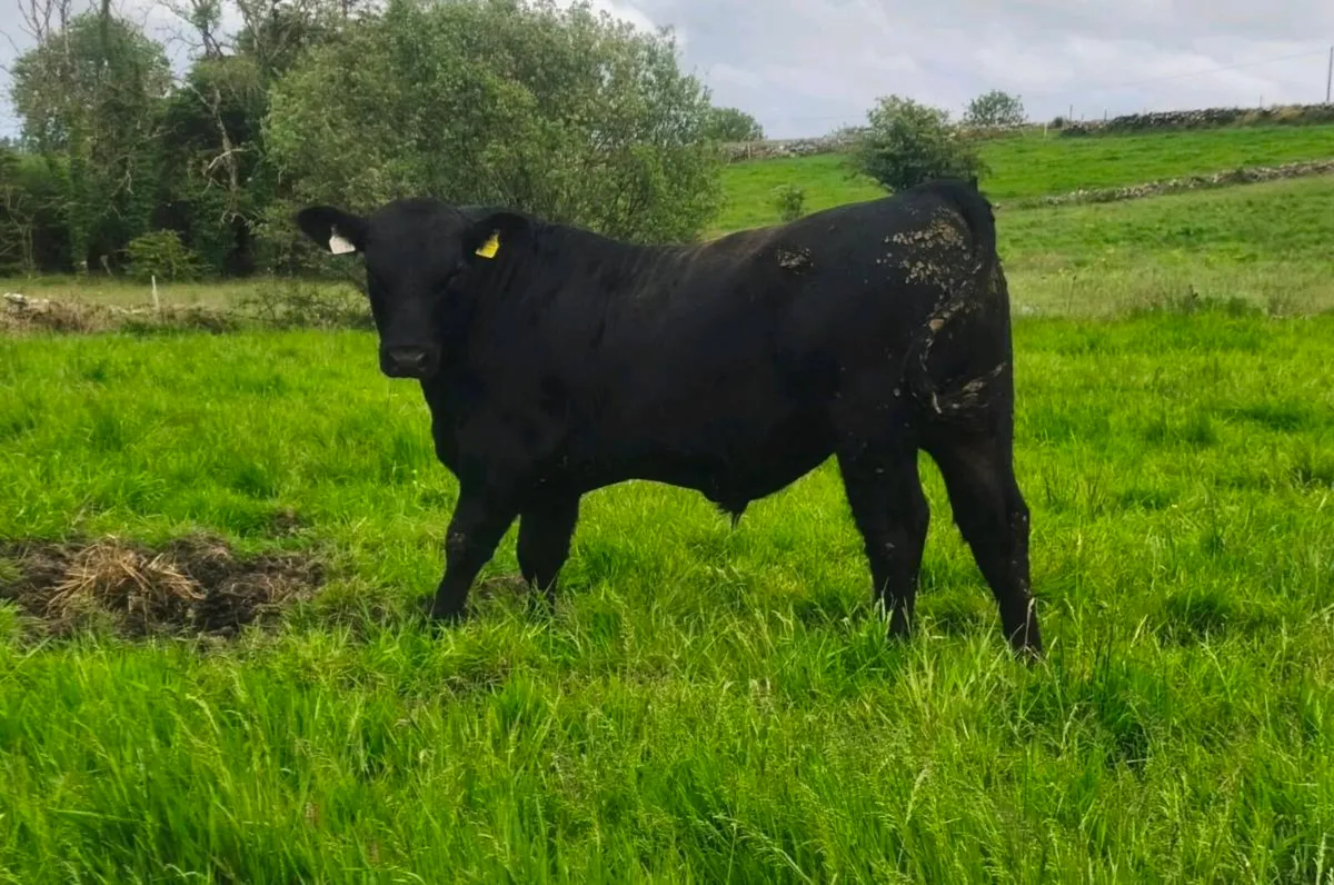 Angus bull - Image 2