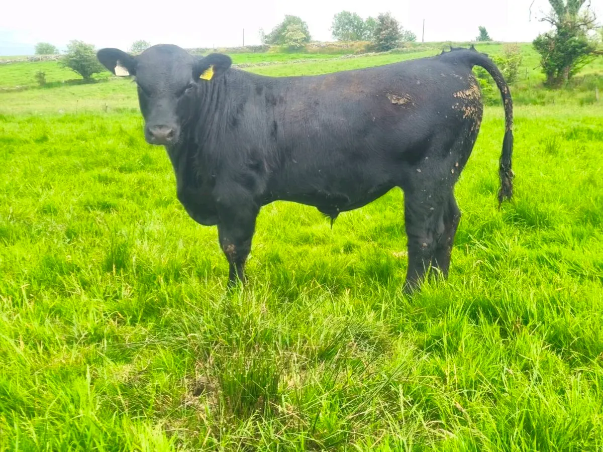 Angus bull - Image 3