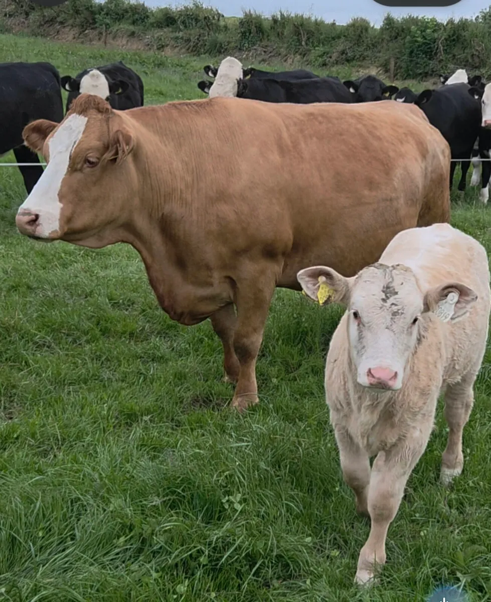 Four Genuine cows and calves - Image 1