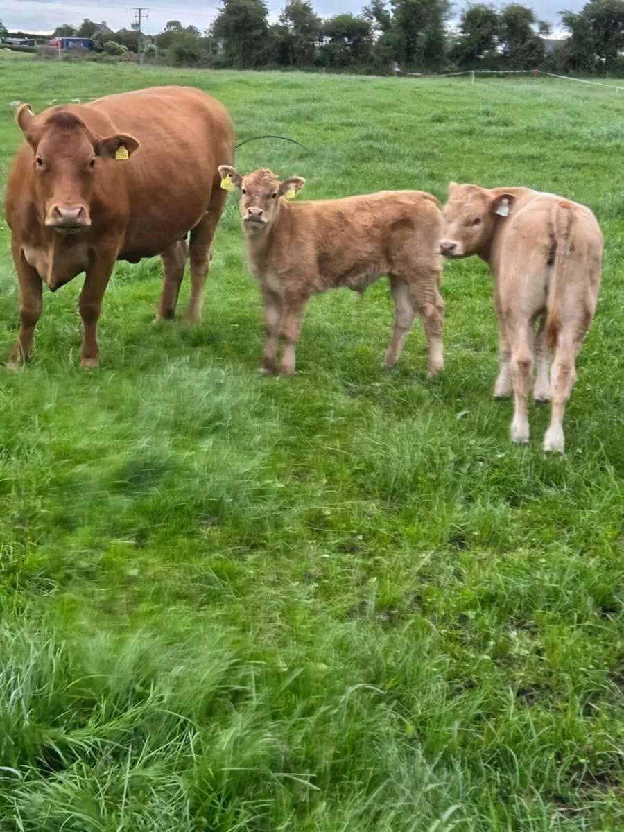 Four Genuine cows and calves - Image 2