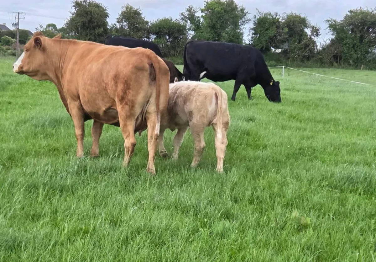 Four Genuine cows and calves - Image 3