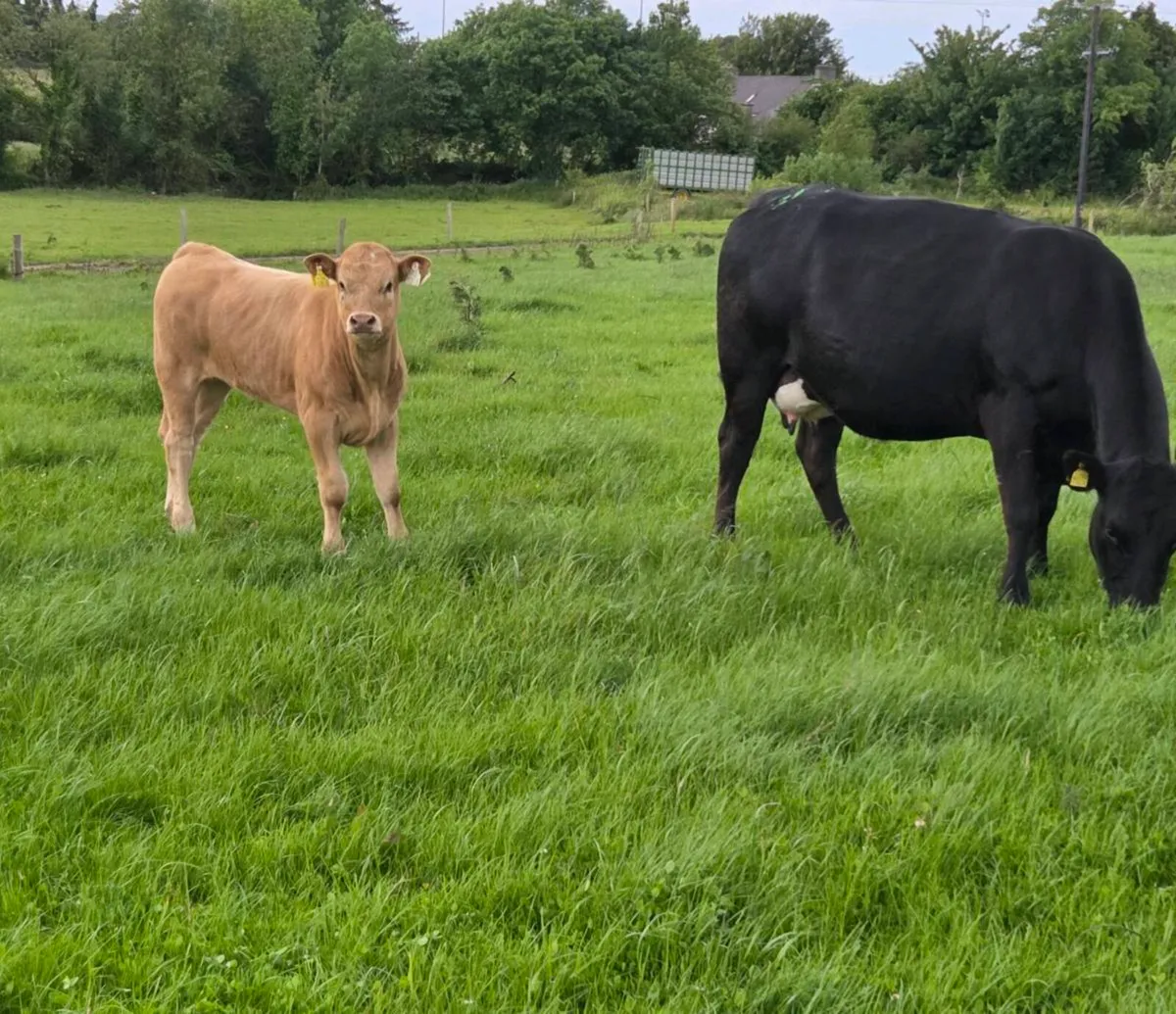 Four Genuine cows and calves - Image 4