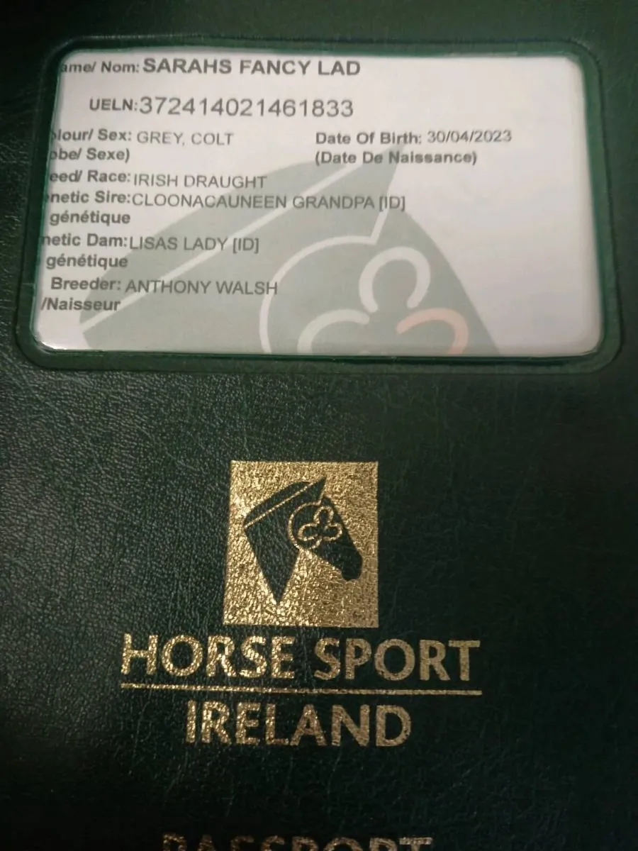 Horse - Image 3