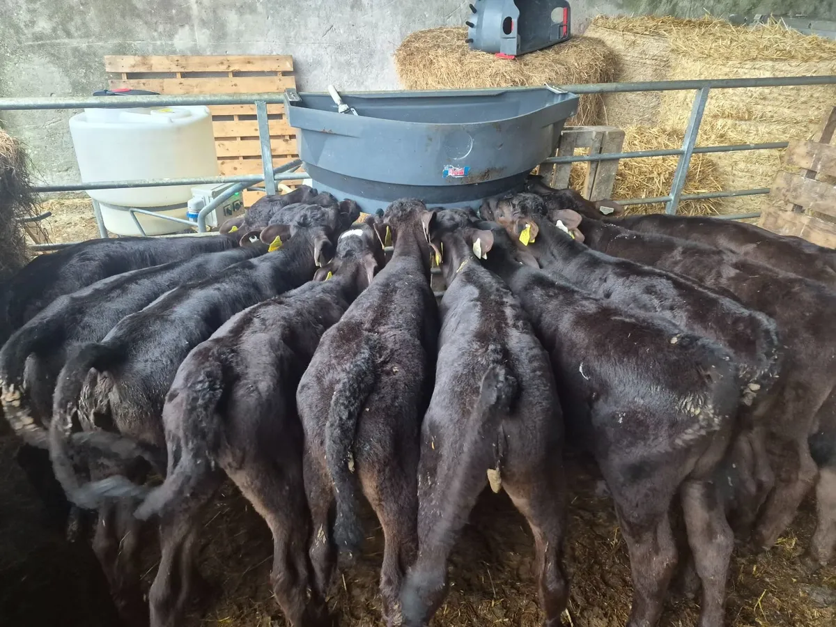 Calves - Image 1