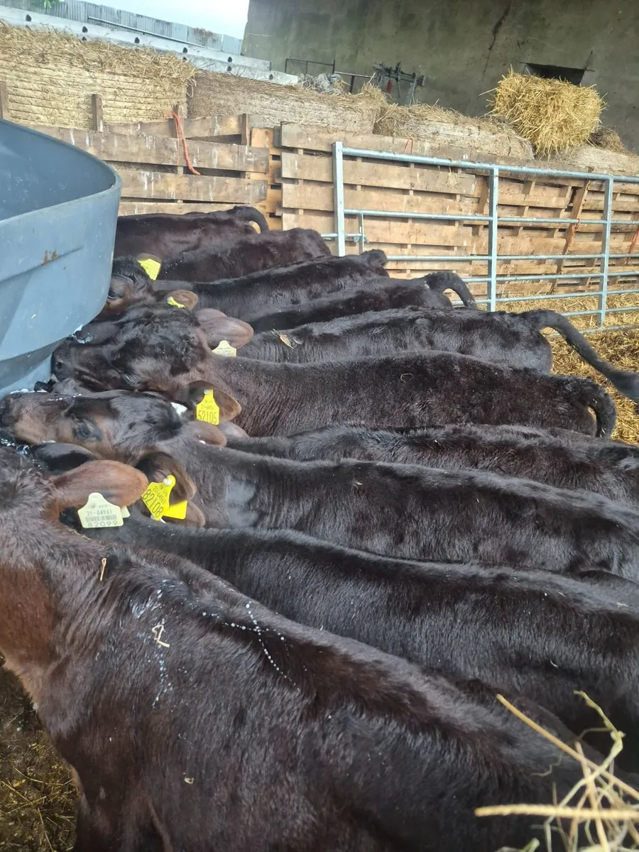 Calves - Image 2