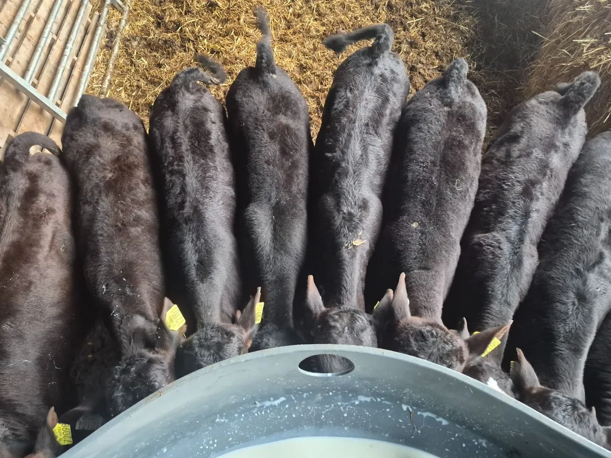 Calves - Image 3