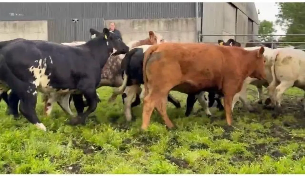 Gort Mart: 11th June ⭐️Special Continental sale - Image 3