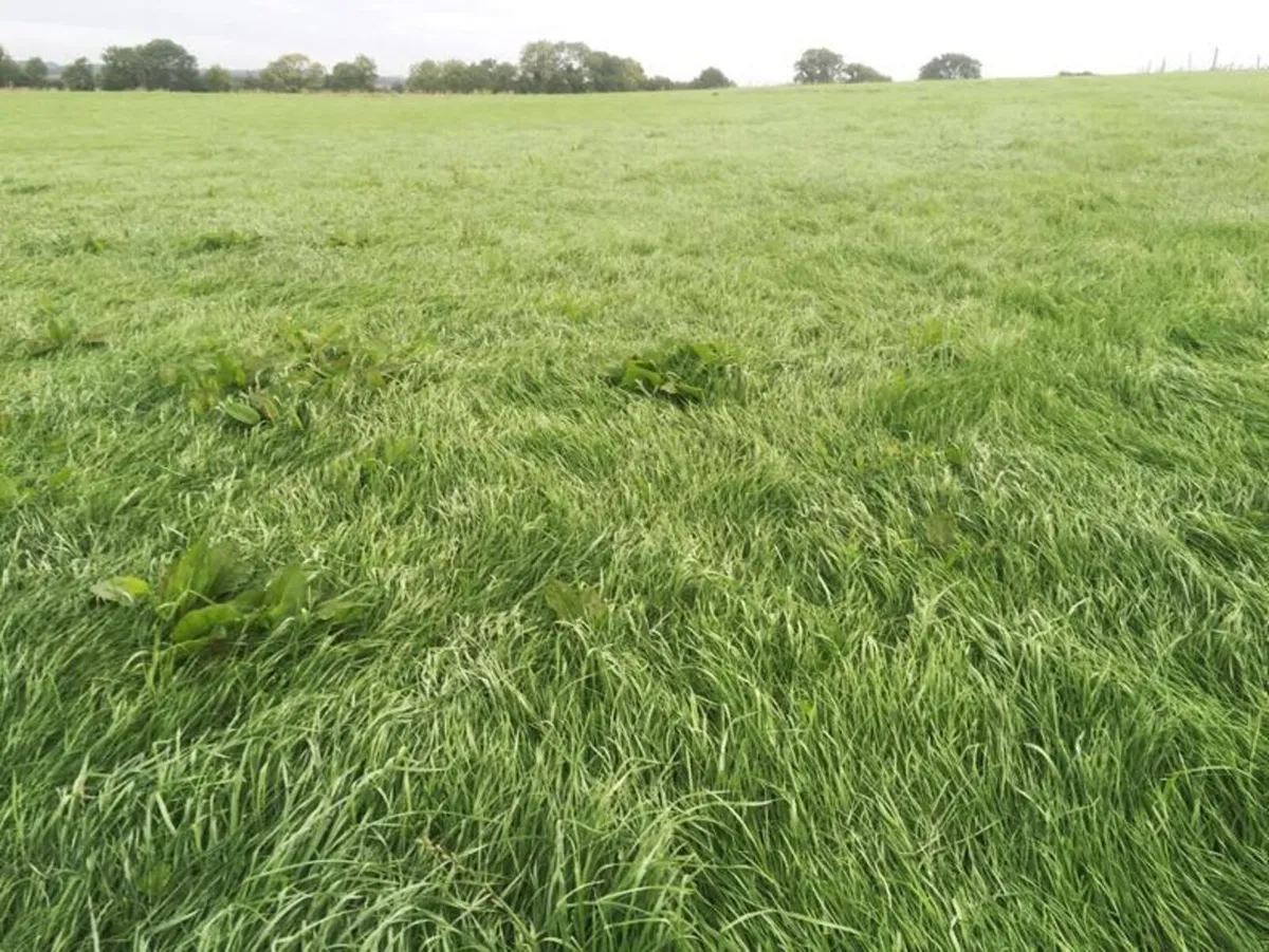Silage / Hay for Cutting