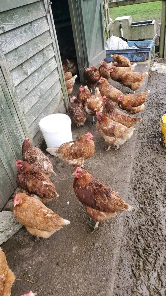 Brown laying hens - Image 1