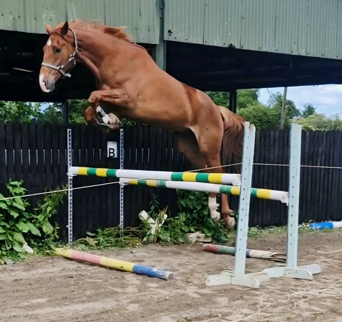 Superb  Castlecomer Q 17.2h 5yr old Gelding - Image 1