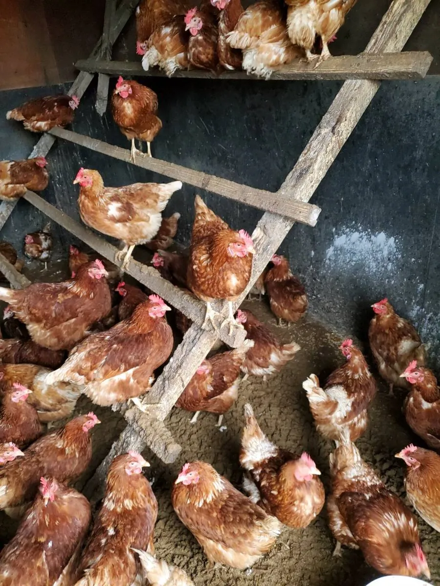 Brown laying hens - Image 2