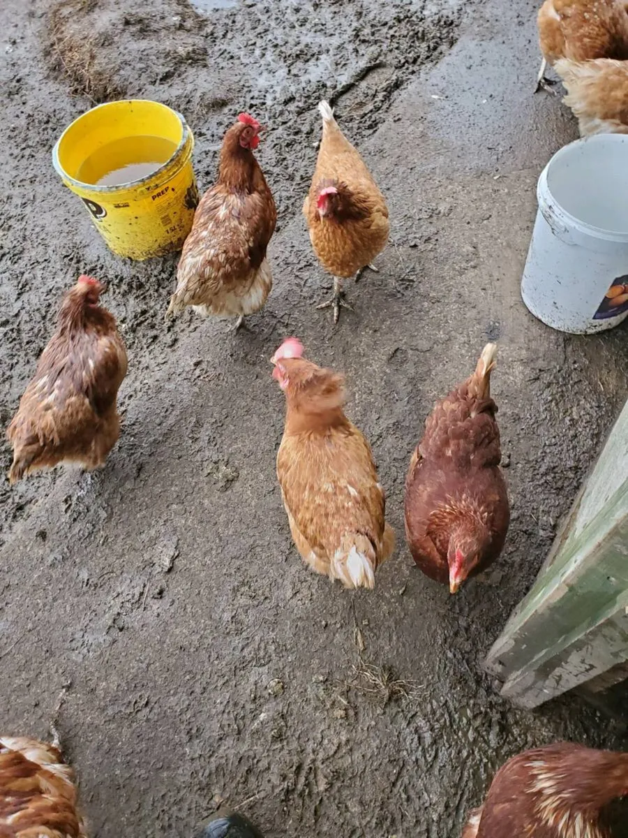 Brown laying hens - Image 3