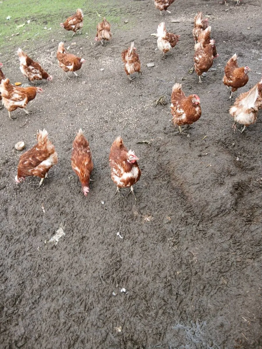 Brown laying hens - Image 4